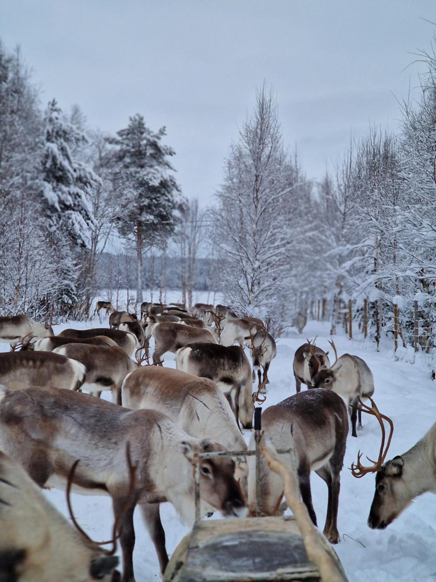 Lampsijärvi プオルッカマーン ピルティット コテージズヴィラ エクステリア 写真