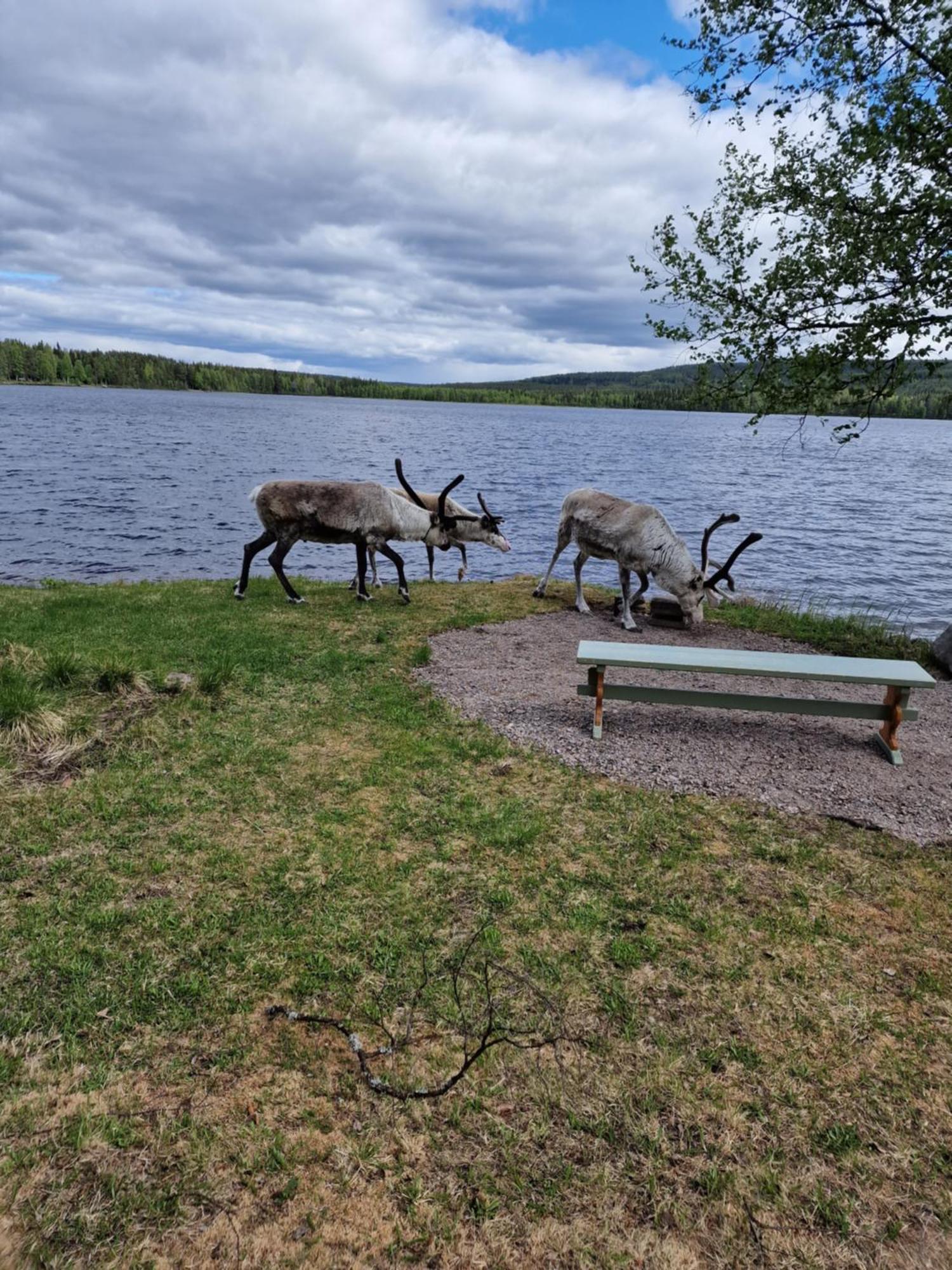 Lampsijärvi プオルッカマーン ピルティット コテージズヴィラ エクステリア 写真