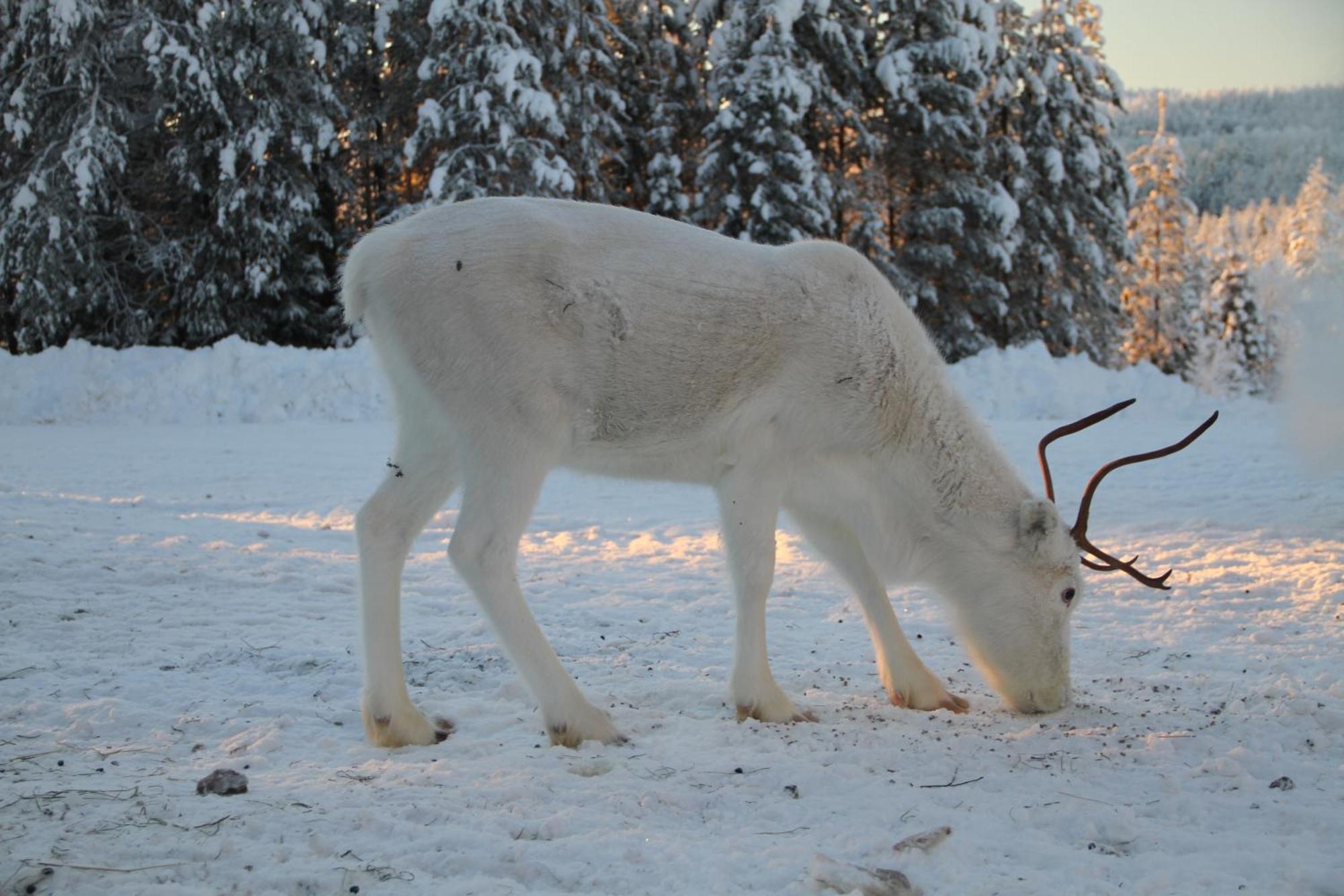 Lampsijärvi プオルッカマーン ピルティット コテージズヴィラ エクステリア 写真